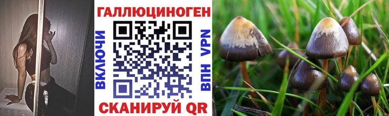как найти закладки  Черногорск  ссылка на мегу ссылка  Псилоцибиновые грибы Psilocybine cubensis 